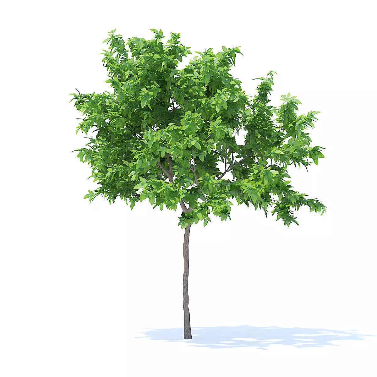 Lemon Tree 3D Model 3D model_7