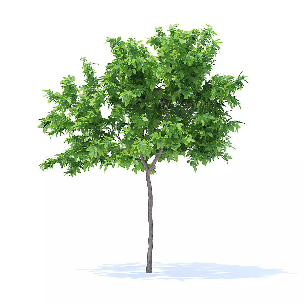 Lemon Tree 3D Model 3D model_3