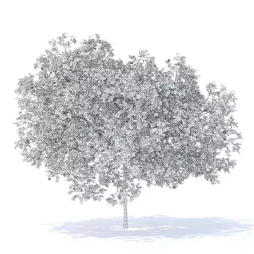 Peach Tree with Fruits 3D Model