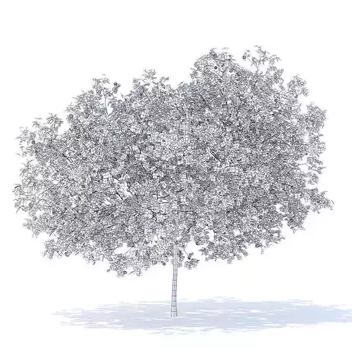Peach Tree with Fruits 3D Model 3D model