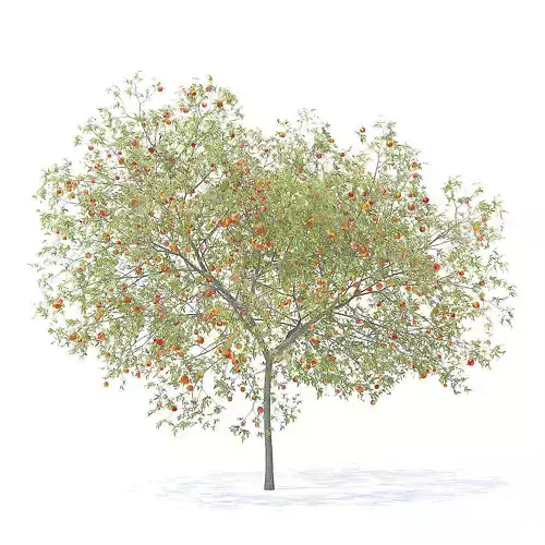 Peach Tree with Fruits 3D Model