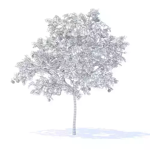 Peach Tree with Fruits 3D Model