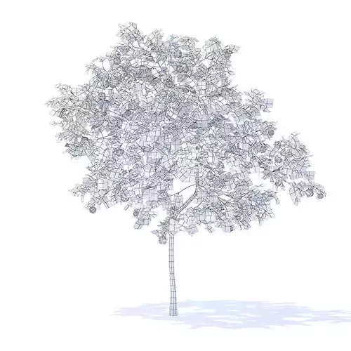 Peach Tree with Fruits 3D Model 3D model