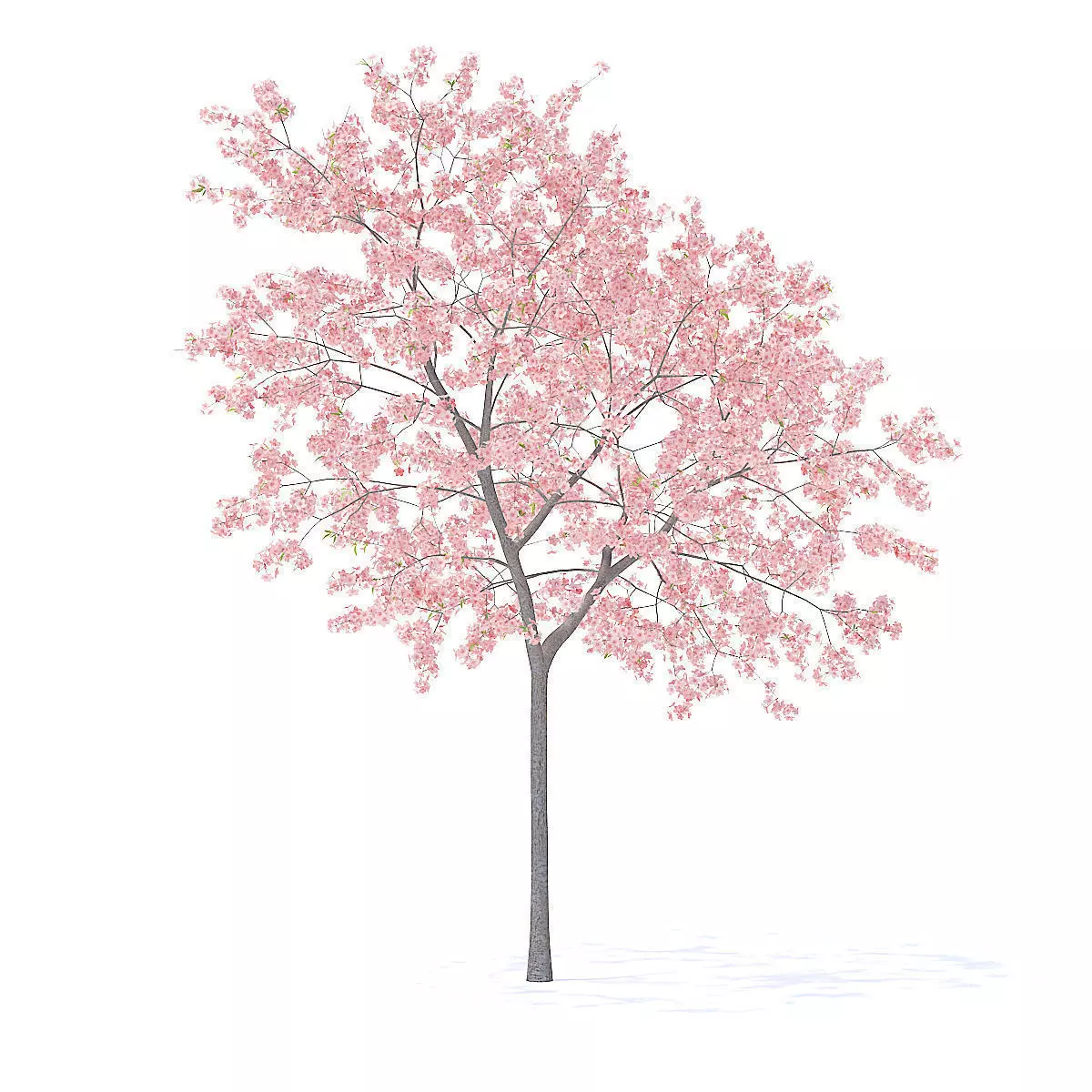 Peach Tree with Flowers 3D Model 3D model_5