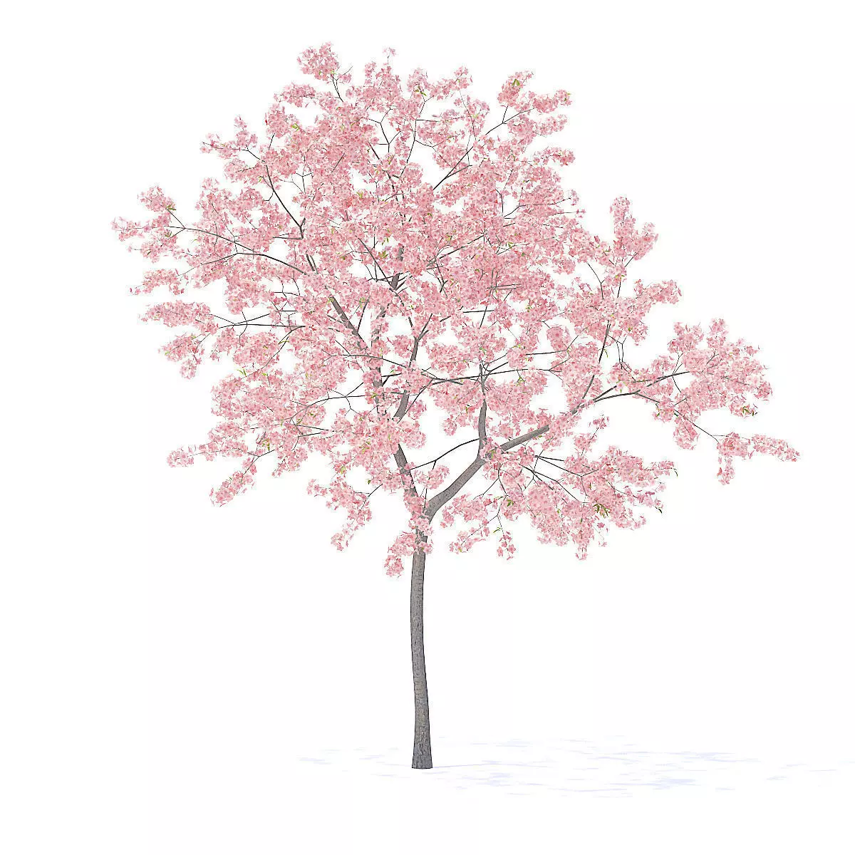 Peach Tree with Flowers 3D Model 3D model_7