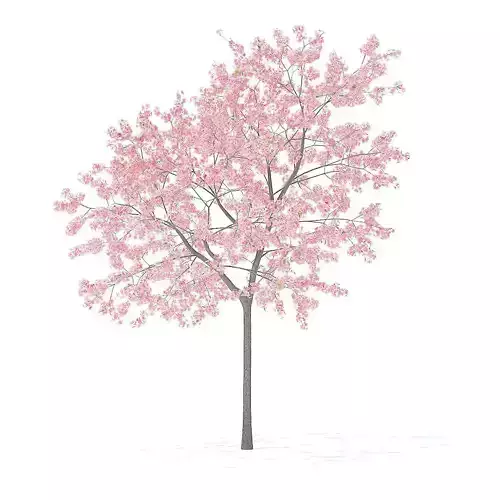 Peach Tree with Flowers 3D Model