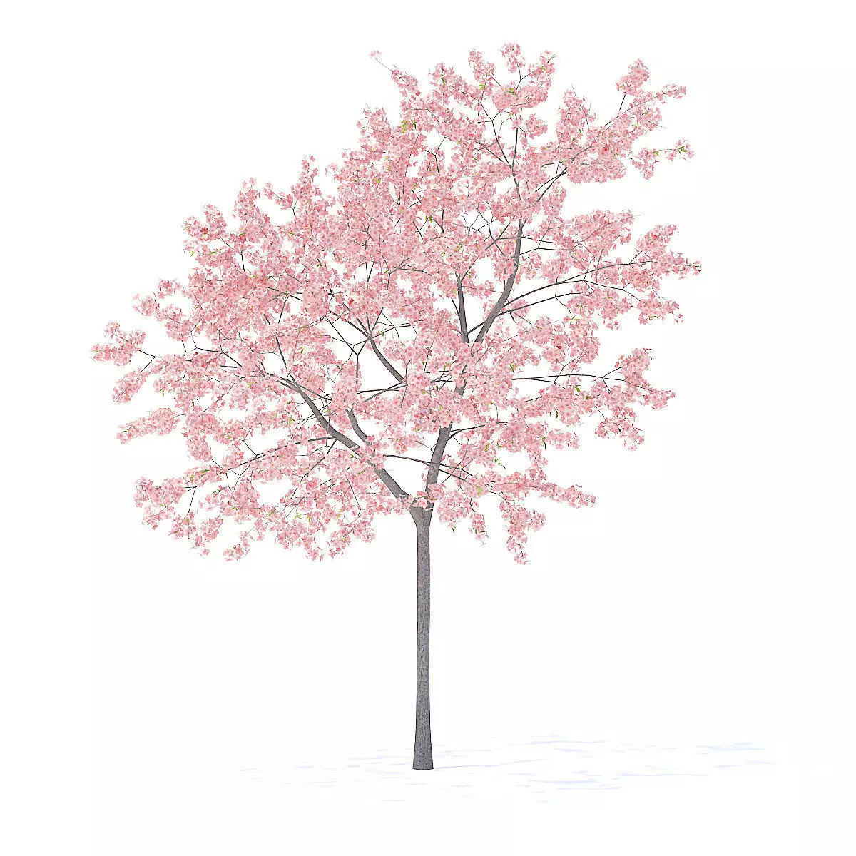 Peach Tree with Flowers 3D Model 3D model_1