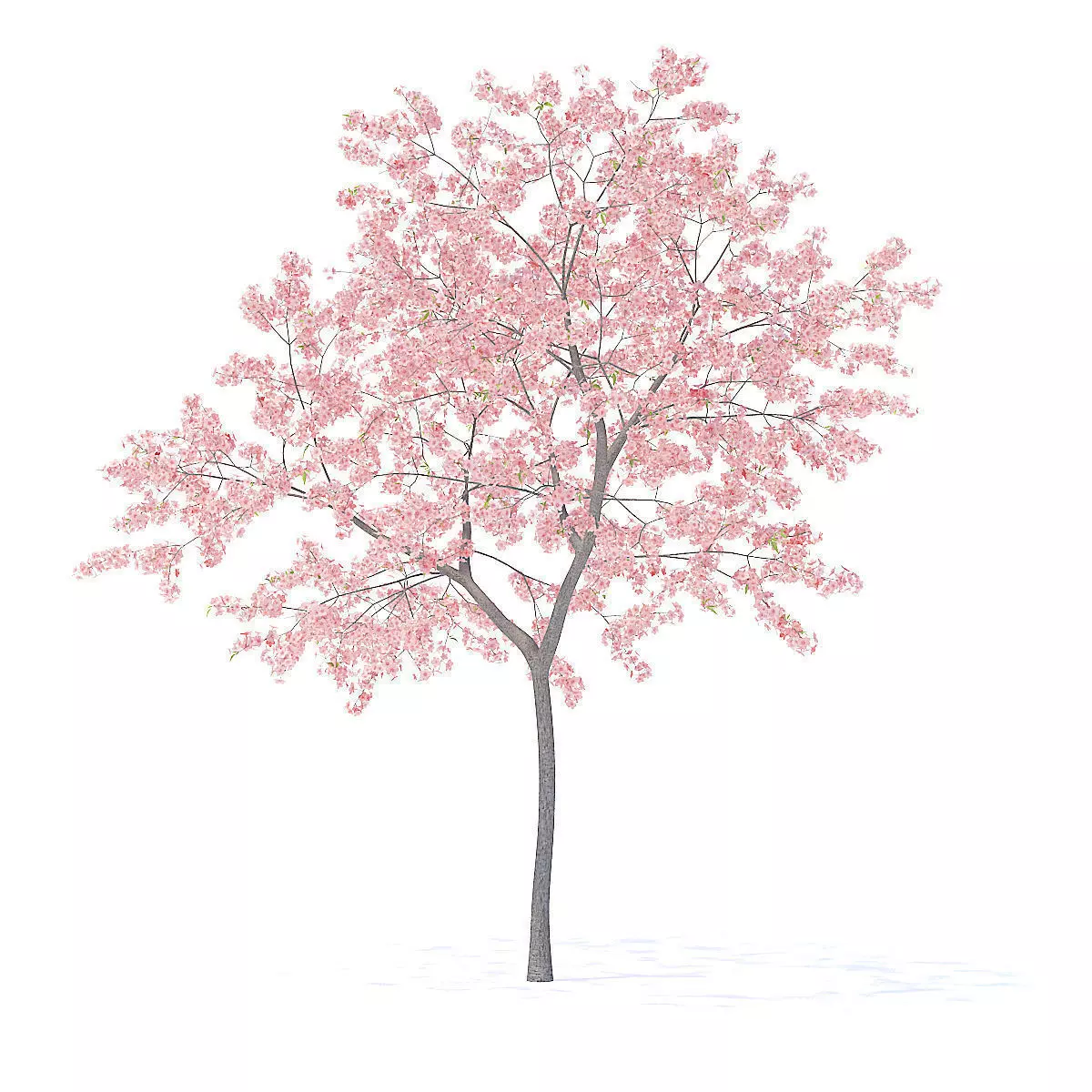 Peach Tree with Flowers 3D Model 3D model_3