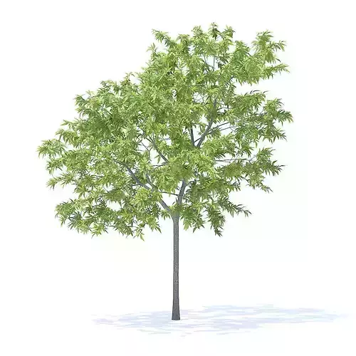 Peach Tree 3D Model