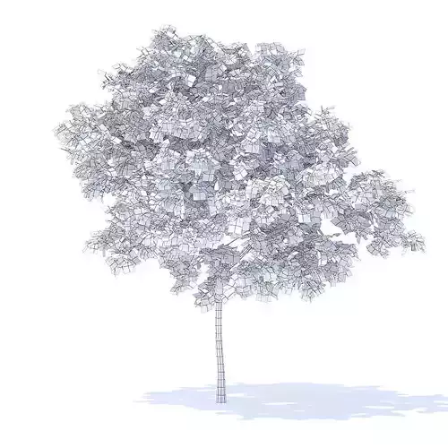 Peach Tree 3D Model