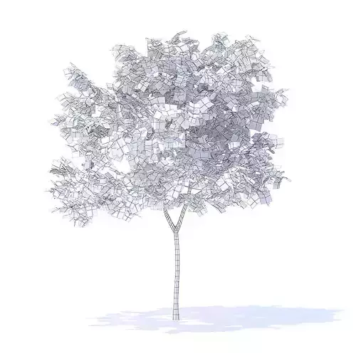 Peach Tree 3D Model