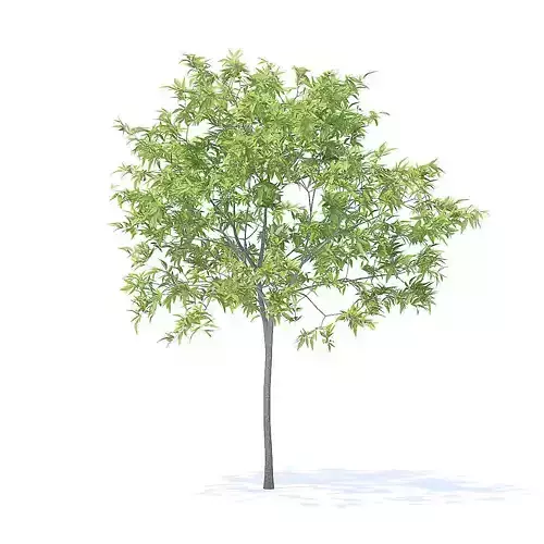 Peach Tree 3D Model