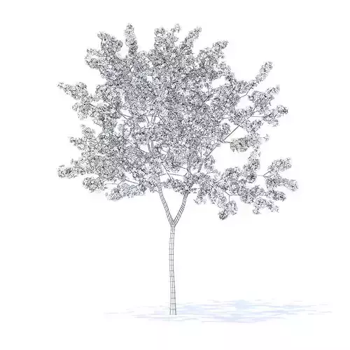 Peach Tree with Flowers 3D Model