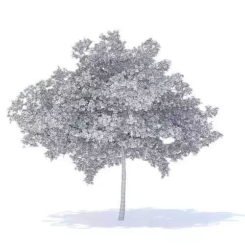 Cherry Tree 3D Model 3D model