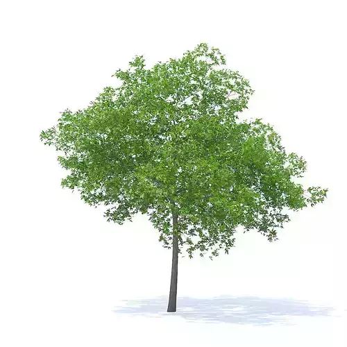 Cherry Tree 3D Model