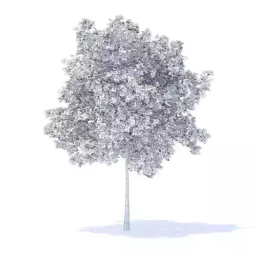 Cherry Tree with Fruits 3D Model