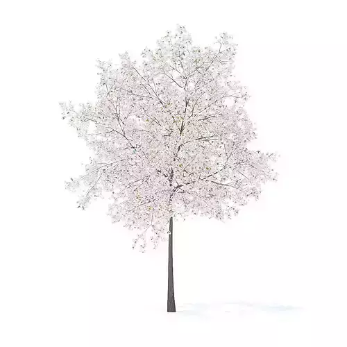Cherry Tree with Flowers 3D Model