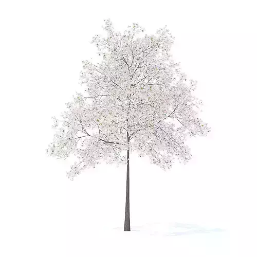 Cherry Tree with Flowers 3D Model