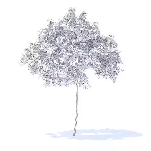 Cherry Tree 3D Model
