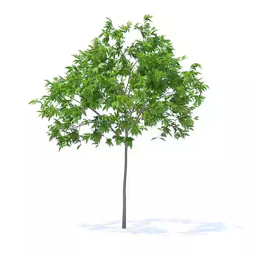 Cherry Tree 3D Model
