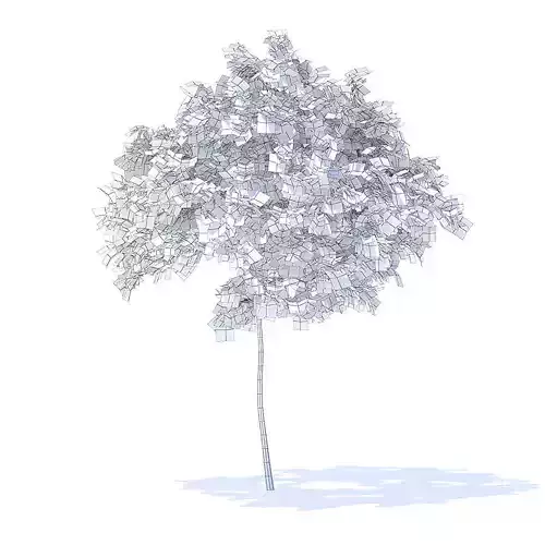 Cherry Tree 3D Model 3D model