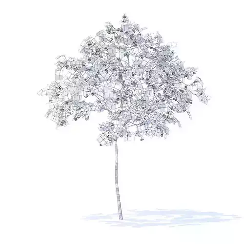 Cherry Tree with Fruits 3D Model