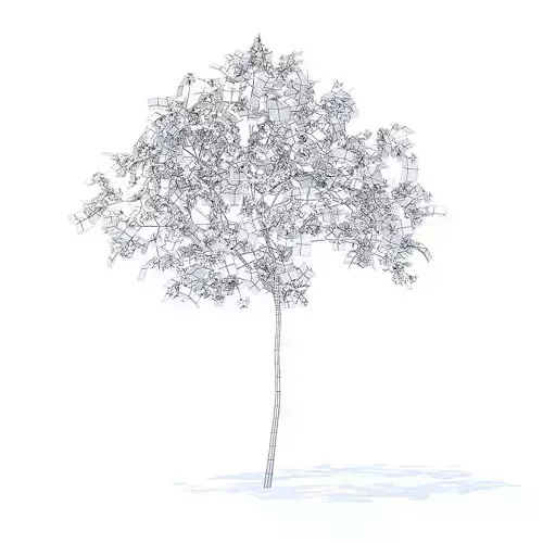 Cherry Tree with Flowers 3D Model