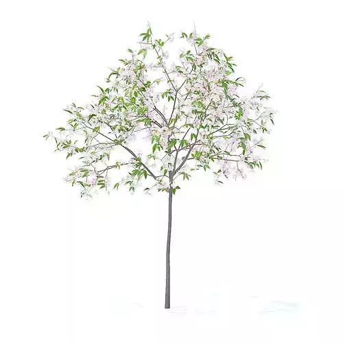 Cherry Tree with Flowers 3D Model