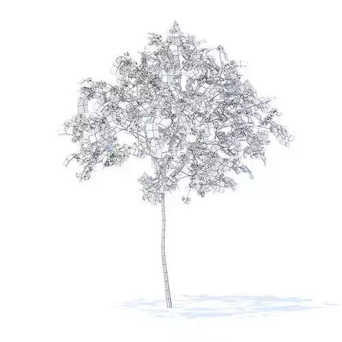 Cherry Tree with Flowers 3D Model