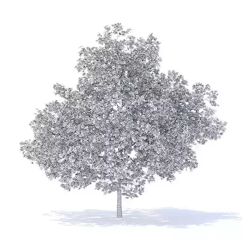 Plum Tree with Flowers 3D Model