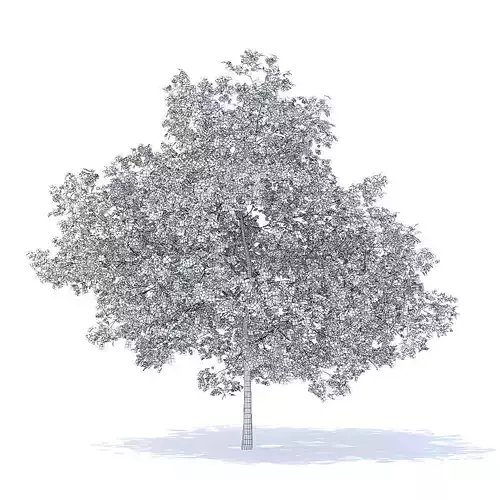 Plum Tree with Flowers 3D Model