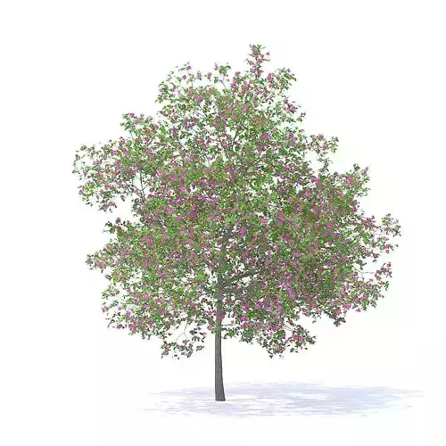 Plum Tree with Flowers 3D Model