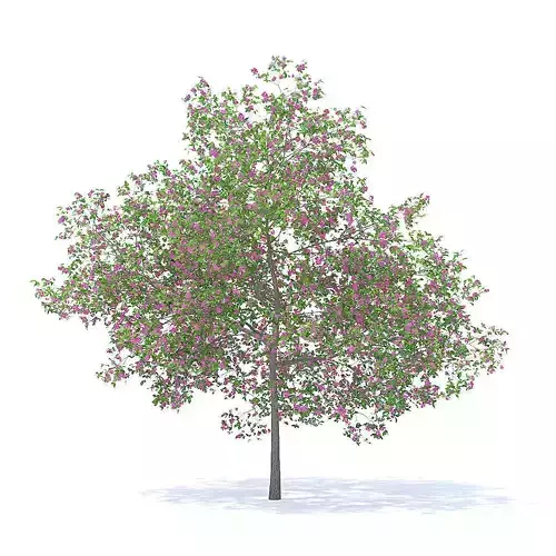 Plum Tree with Flowers 3D Model