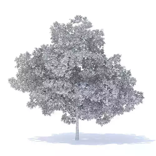 Plum Tree 3D Model
