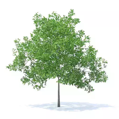 Plum Tree 3D Model