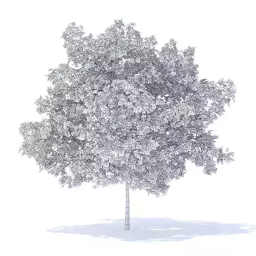 Plum Tree 3D Model 3D model