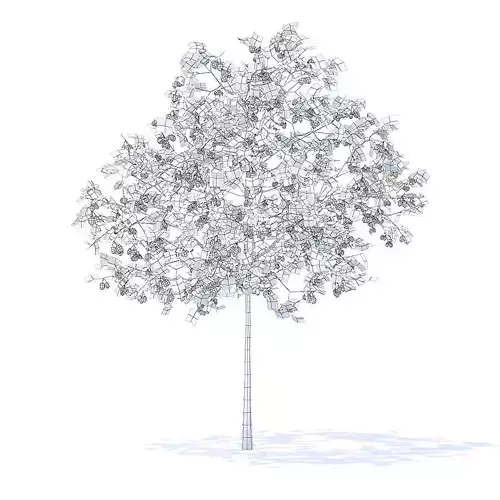 Plum Tree with Fruits 3D Model 3D model