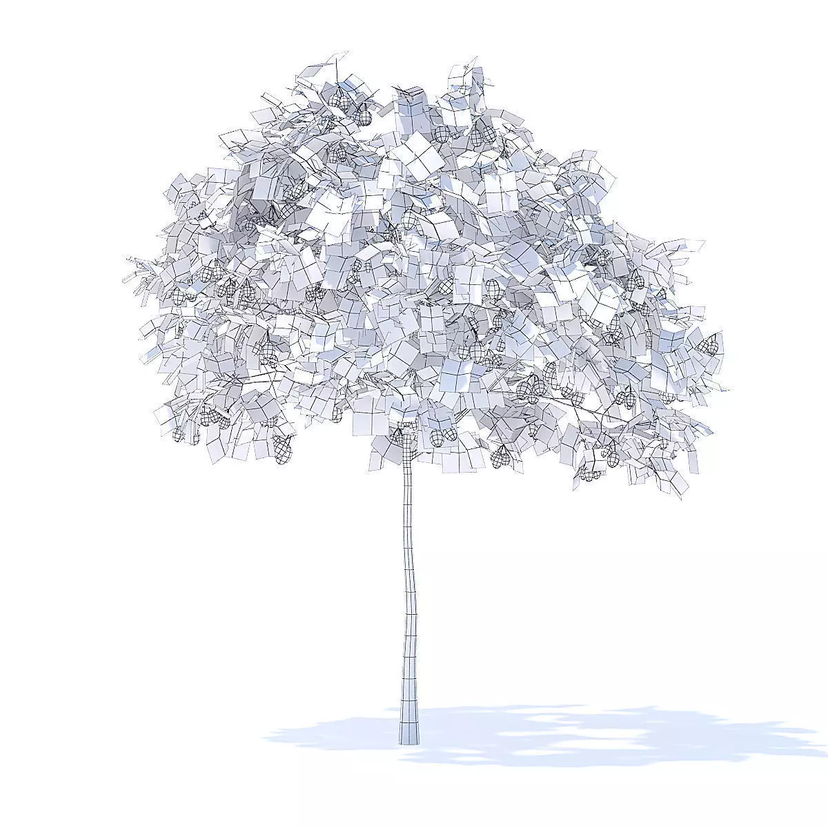 Plum Tree with Fruits 3D Model 3D model_6