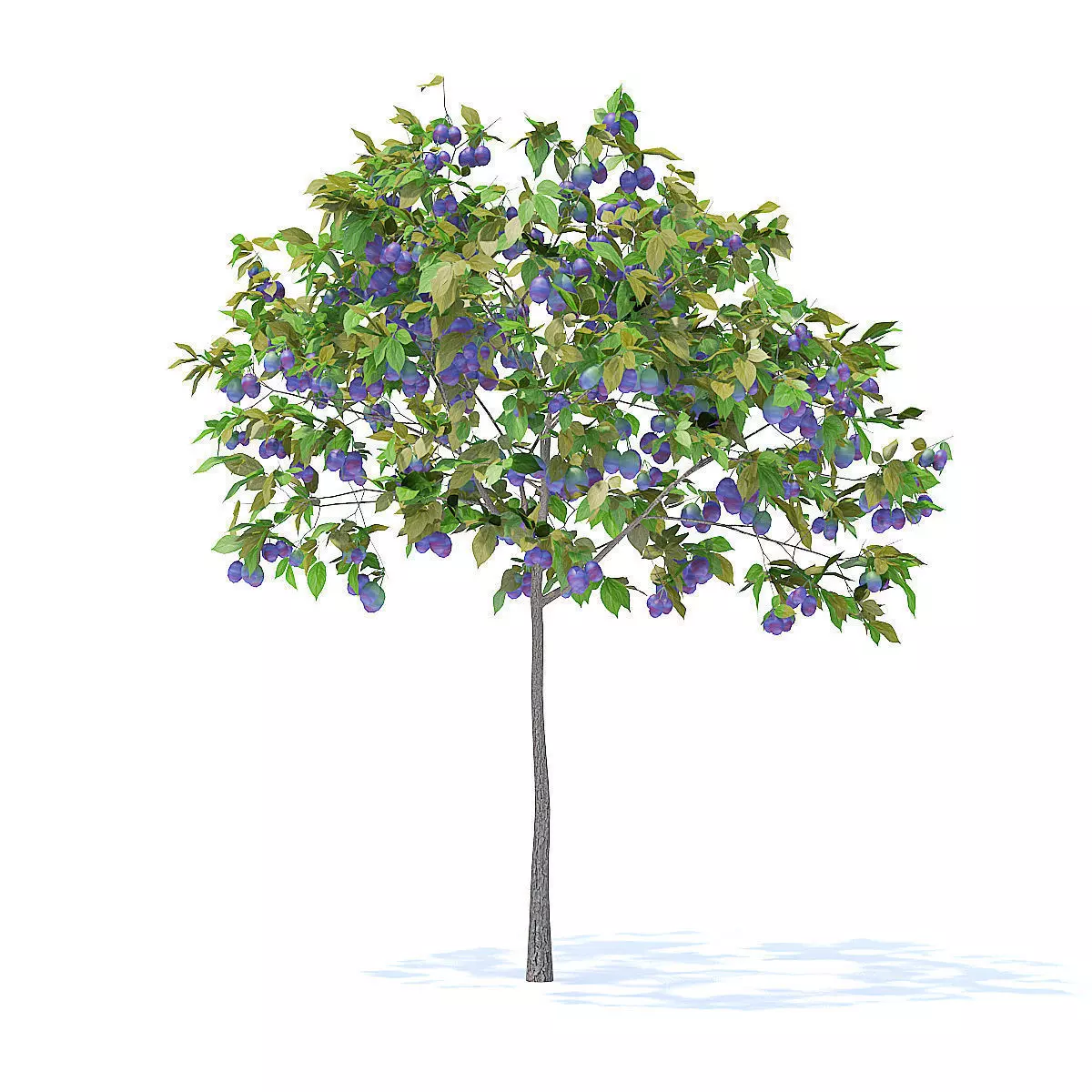 Plum Tree with Fruits 3D Model 3D model_5