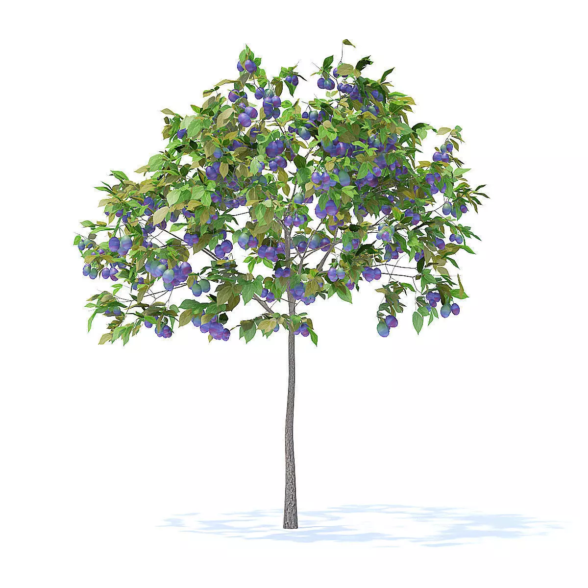 Plum Tree with Fruits 3D Model 3D model_1