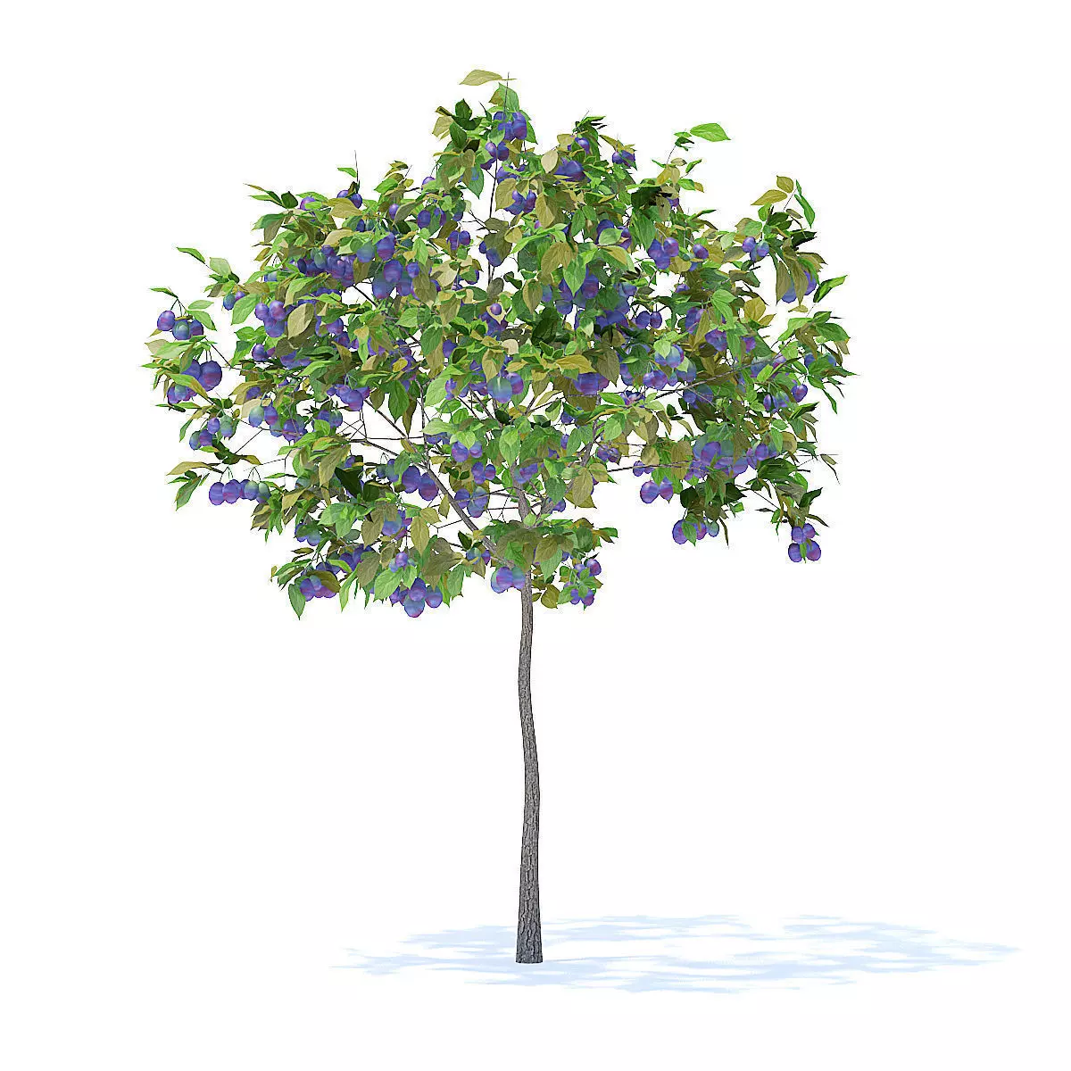 Plum Tree with Fruits 3D Model 3D model_3