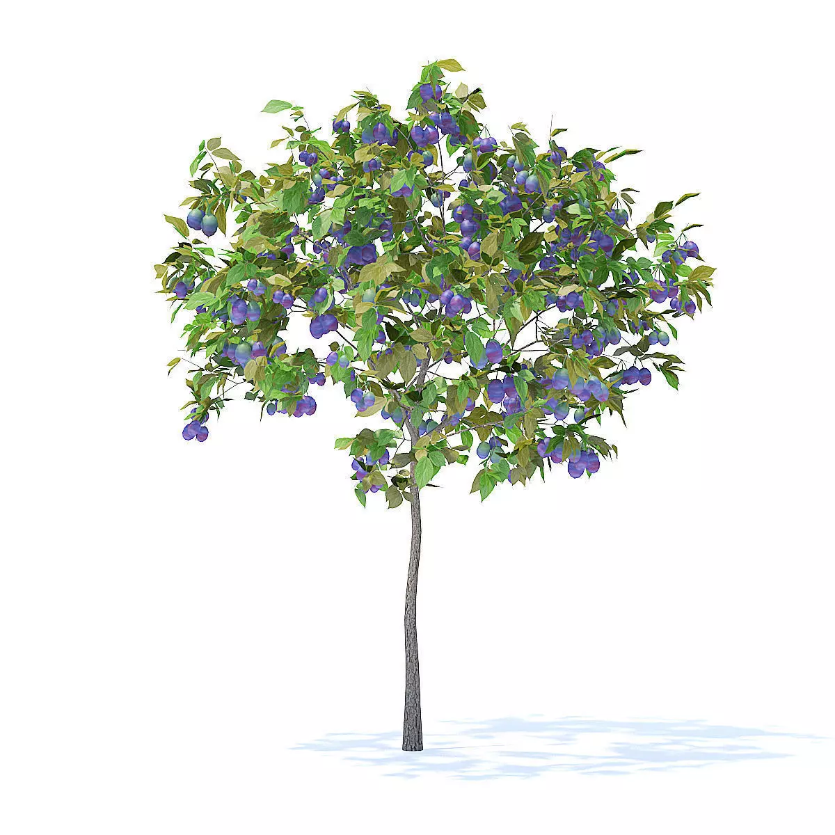 Plum Tree with Fruits 3D Model 3D model_7
