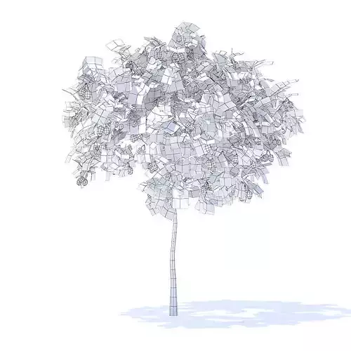Plum Tree with Fruits 3D Model