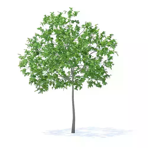 Plum Tree 3D Model