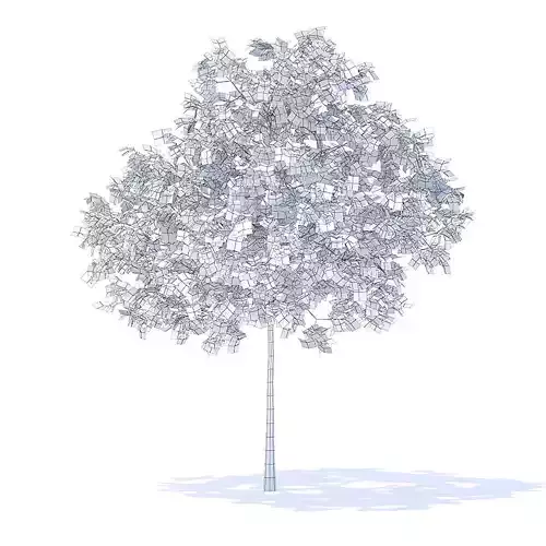 Plum Tree 3D Model 3D model