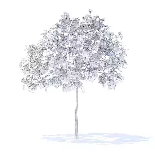 Plum Tree with Flowers 3D Model