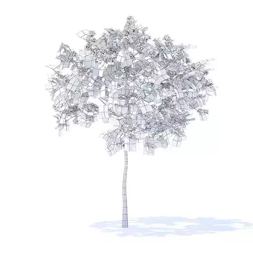 Plum Tree with Flowers 3D Model