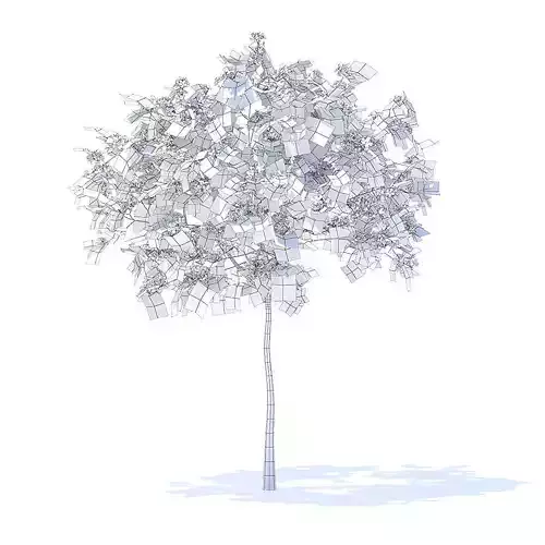 Plum Tree with Flowers 3D Model