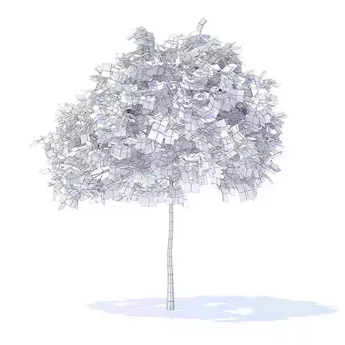Plum Tree 3D Model