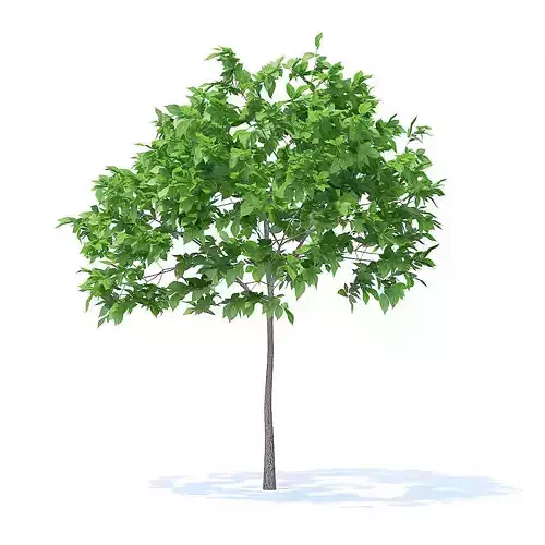 Plum Tree 3D Model